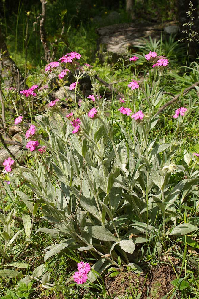 Lychnis flos-jovis/Crotonella fior di Giove